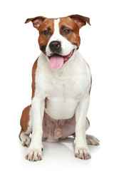 Staffordshire terrier sitting on a white background