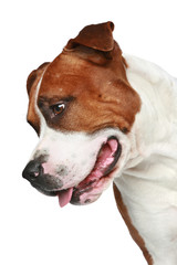 Staffordshire terrier. Close-up portrait