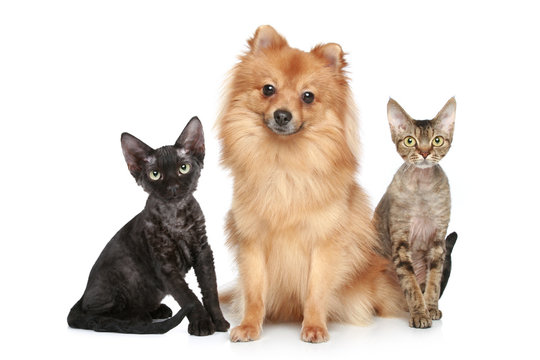 German Spitz Dog With Devon Rex Cats