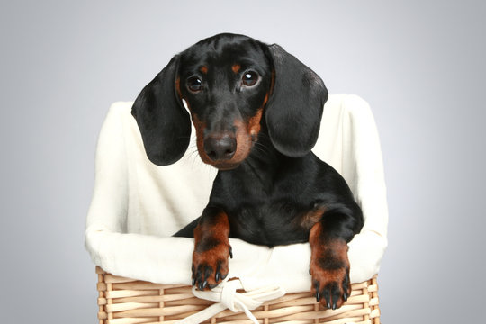 Mini dachshund, portrait