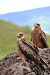 Two Black Kite.