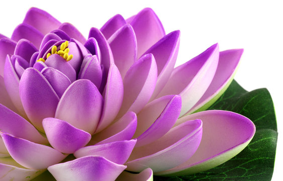 Fototapeta lotus mauve