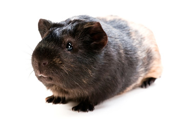 brown cavy on white background