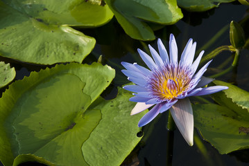 Blue lotus in the swamp