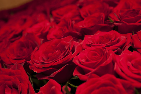 Red rosses bouquet for gift