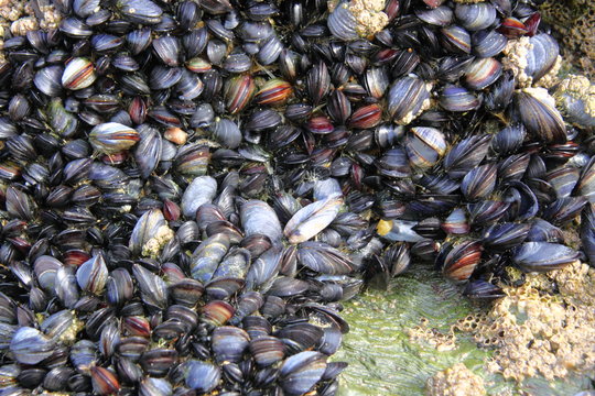 mussels and barnacles