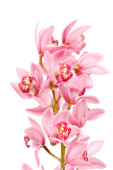 Fototapeta na wymiar Orchid isolated on white background