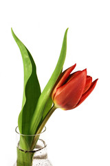 Dekorative Tulpe