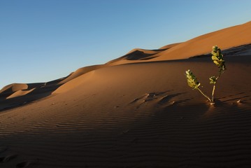 Fototapeta na wymiar pustynny 2