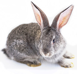 Obraz premium Rabbit