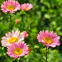 Asters