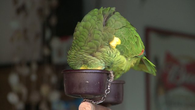 pappagallo