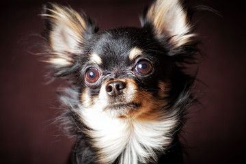 Long-hair Chihuahua dog