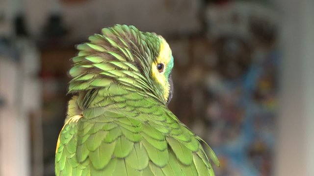 pappagallo