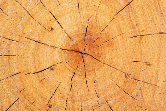 Wood with growth ring