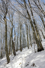 Winter scene in forest