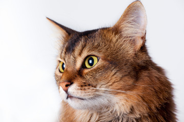Rudy somali cat portrait - Powered by Adobe