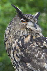 Uhu ( Bubo bubo )