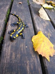 Feuersalamander (Salamandra salamandra)