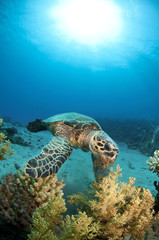 Fototapeta na wymiar sea turtle