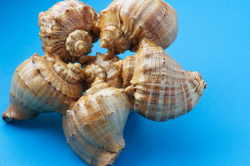seashell on blue background