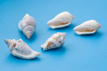 seashell on blue close up