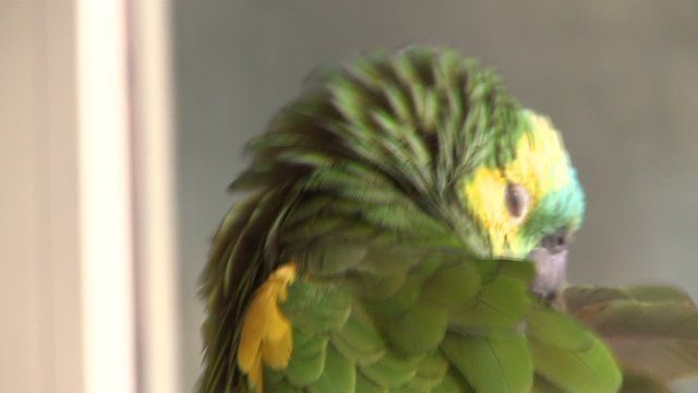 pappagallo