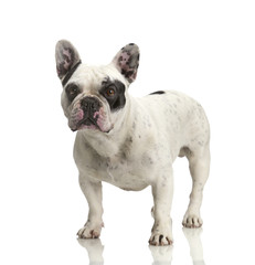 französische bulldogge