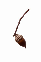 seed(acorn)_038
