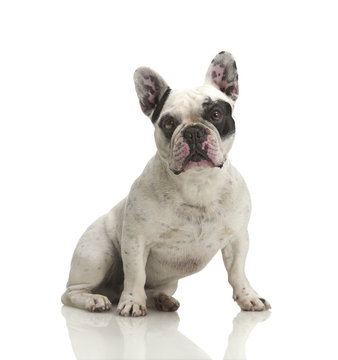 sitzende bulldogge