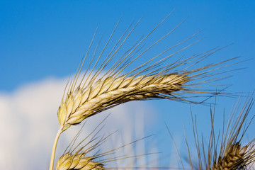 Ähre im Kornfeld