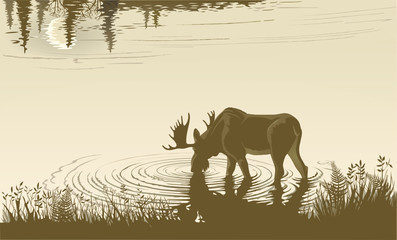 Elk in the drinking water.