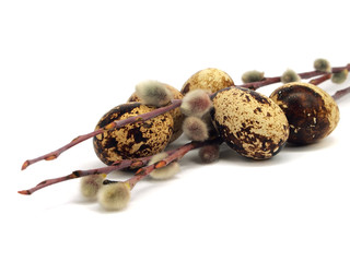 quail eggs and pussy willows
