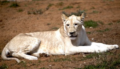 Fototapeta na wymiar White lion