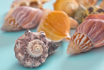 Assorted Colorful Seashells