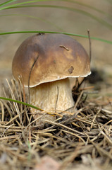 toadstool, mushroom in forest, closeup macro image