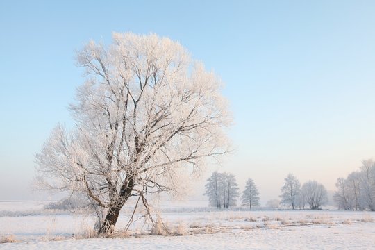 Winter landscape of frosted trees against a blue sky