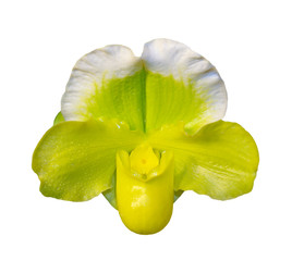 Green Slipper Orchid