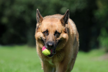 Hund mit Ball