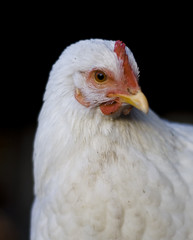 Portrait d'une jeune poule à la ferme
