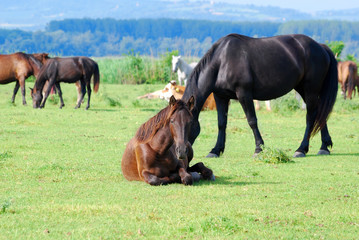 horse lying in pasture