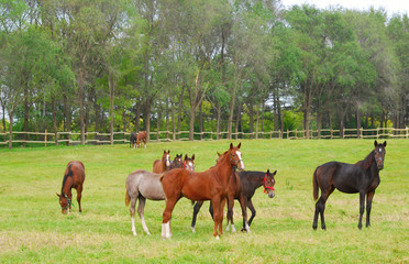 horses in pasture