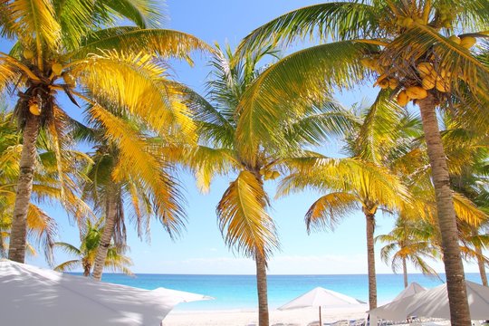 coconut palm trees Caribbean tropical beach © lunamarina