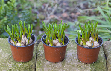 hyacinth flowerbulbs ready for planting in the flowerbed.