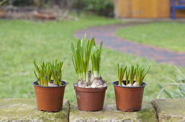 Blumenzwiebeln im Garten - Narzisse und Hyazinthen