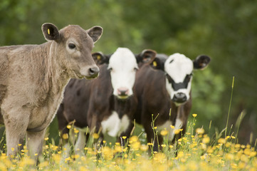 three cows in pasture