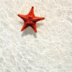Fototapeta na wymiar rozgwiazda pomarańczowy w płytkiej wodzie faliste