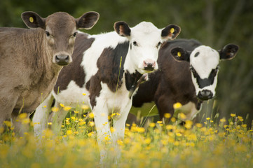 portrait of three cows in paddock