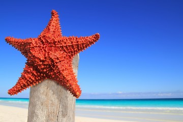 caribbean starfish on wood pole beach