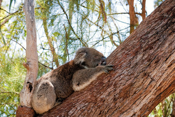 Koala Sleeping in a tree